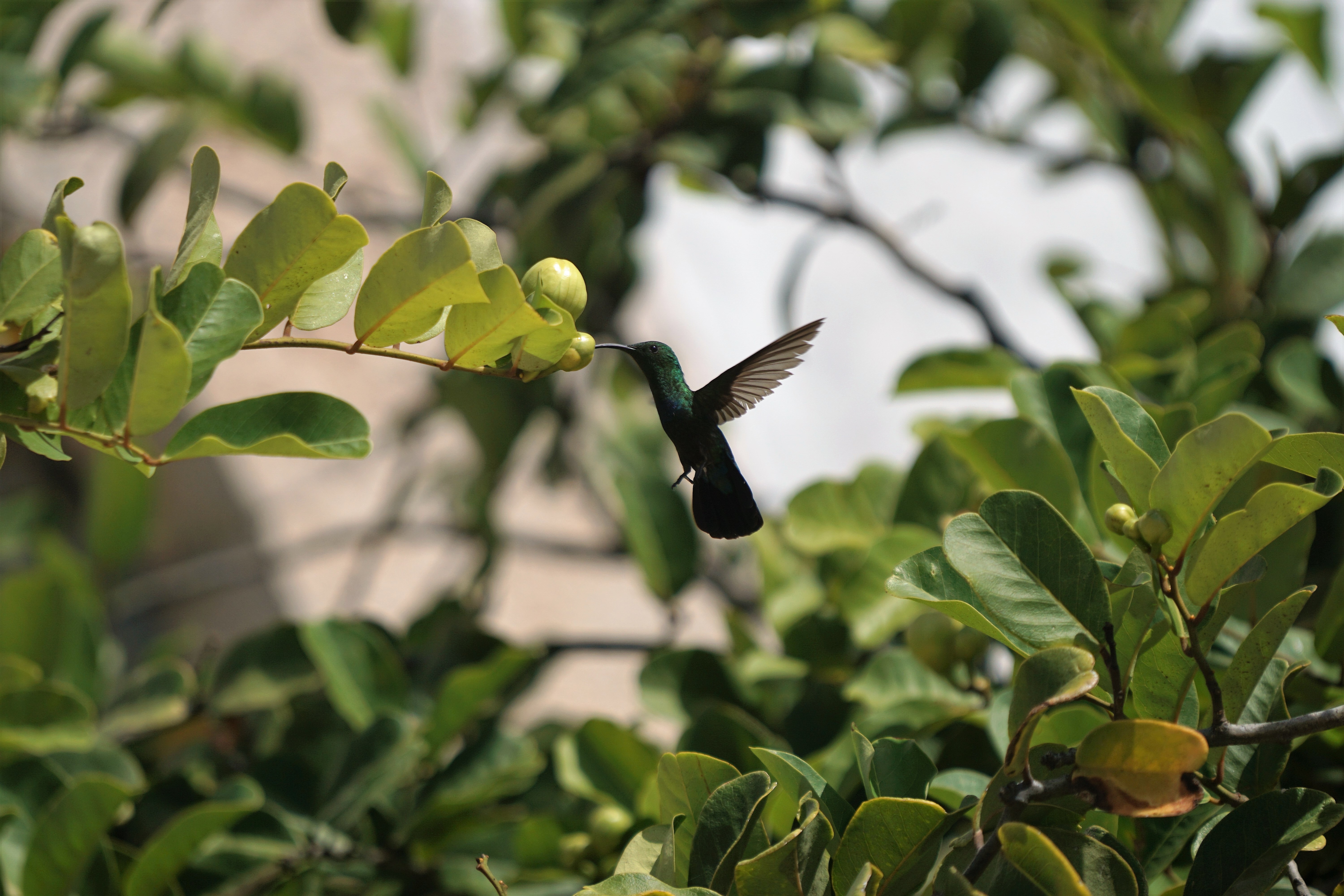 hummingbird poetry